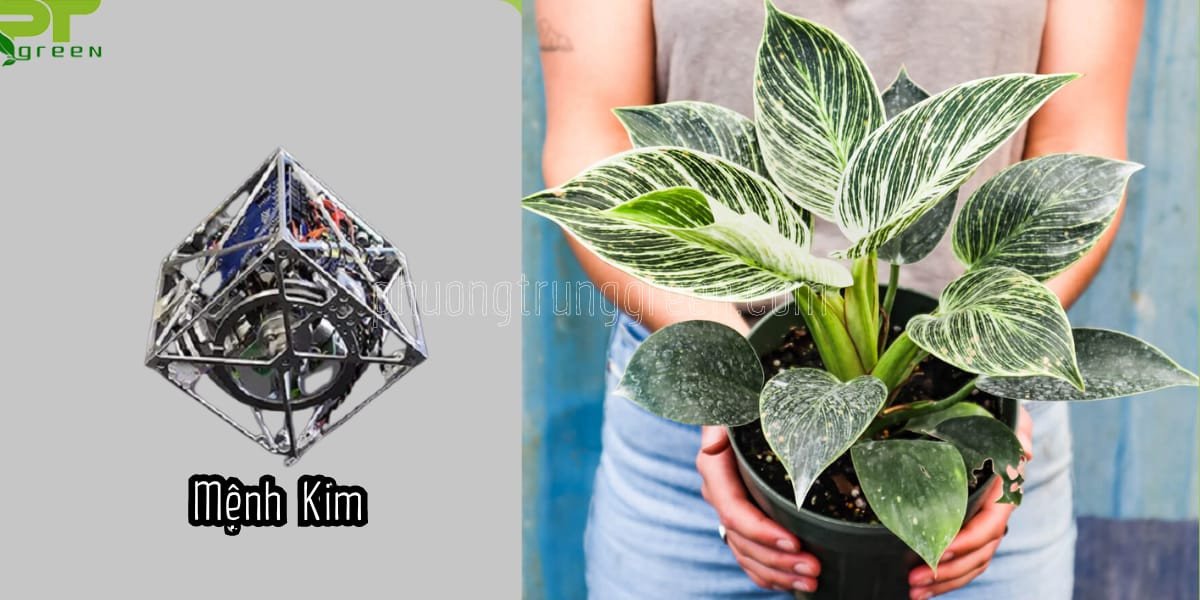 Trầu bà kim cương hợp mệnh gì: Hình ảnh cây hợp người mệnh Kim