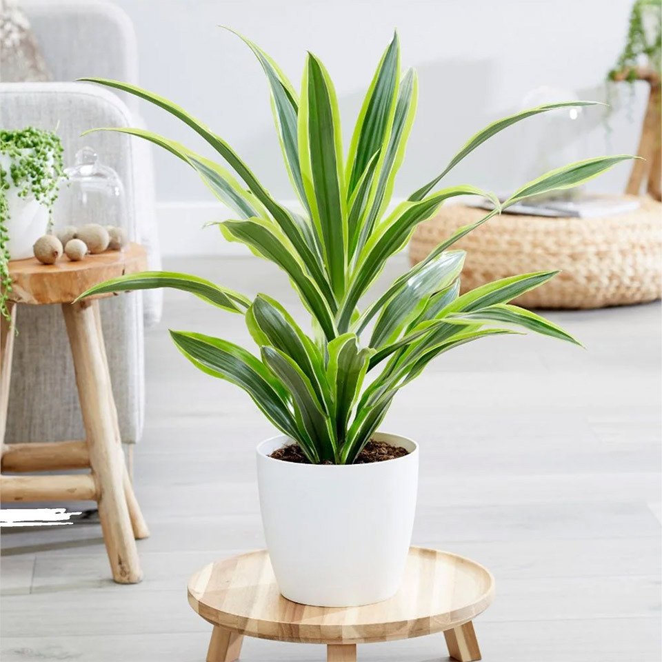 Trồng cây hợp tuổi hỗ trợ mang lại sự cân bằng trong cuộc sống cho nữ sinh 2002