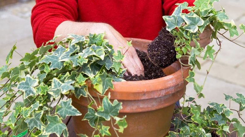 Trồng cây thường xuân tươi tốt trong vườn