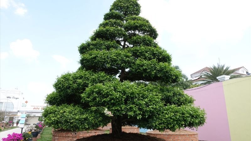 Trồng hoa nguyệt quế trước nhà có mang lại tài lộc và bình an không