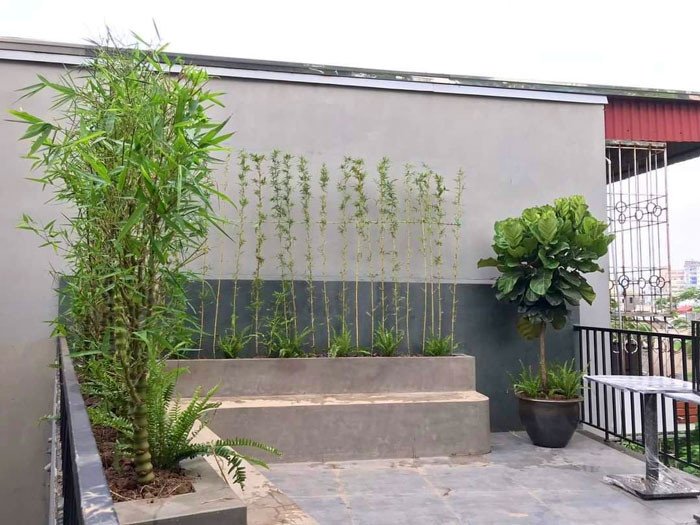 Trúc Phật Bà xanh tươi trên sân thượng, tạo không gian thư giãn.