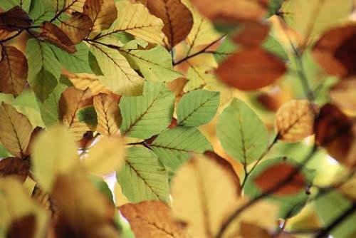 Tử vi Chủ nhật ngày 7/9/2025 của 12 con giáp: Dần phấn chấn, Mùi được giúp