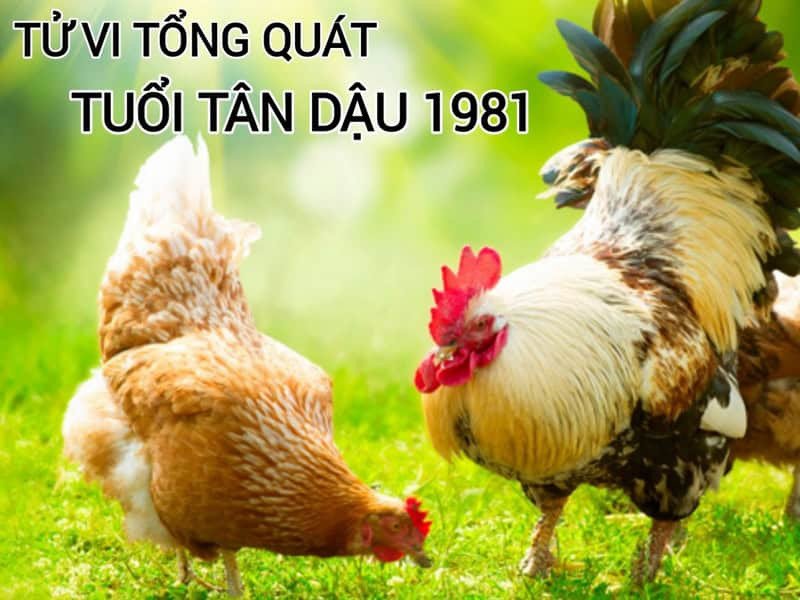 Tử vi tuổi Tân Dậu 1981 nam mạng năm 2025