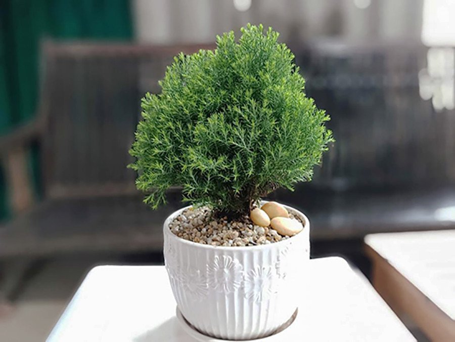 Tùng bồng lai xanh tốt, mang lại tài lộc và may mắn, phù hợp với người tìm hiểu tùng bồng lai hợp mệnh gì