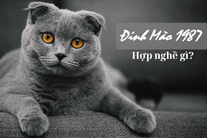 Tuổi Đinh Mão 1987 gặt hái thành công trong nhiều lĩnh vực công việc