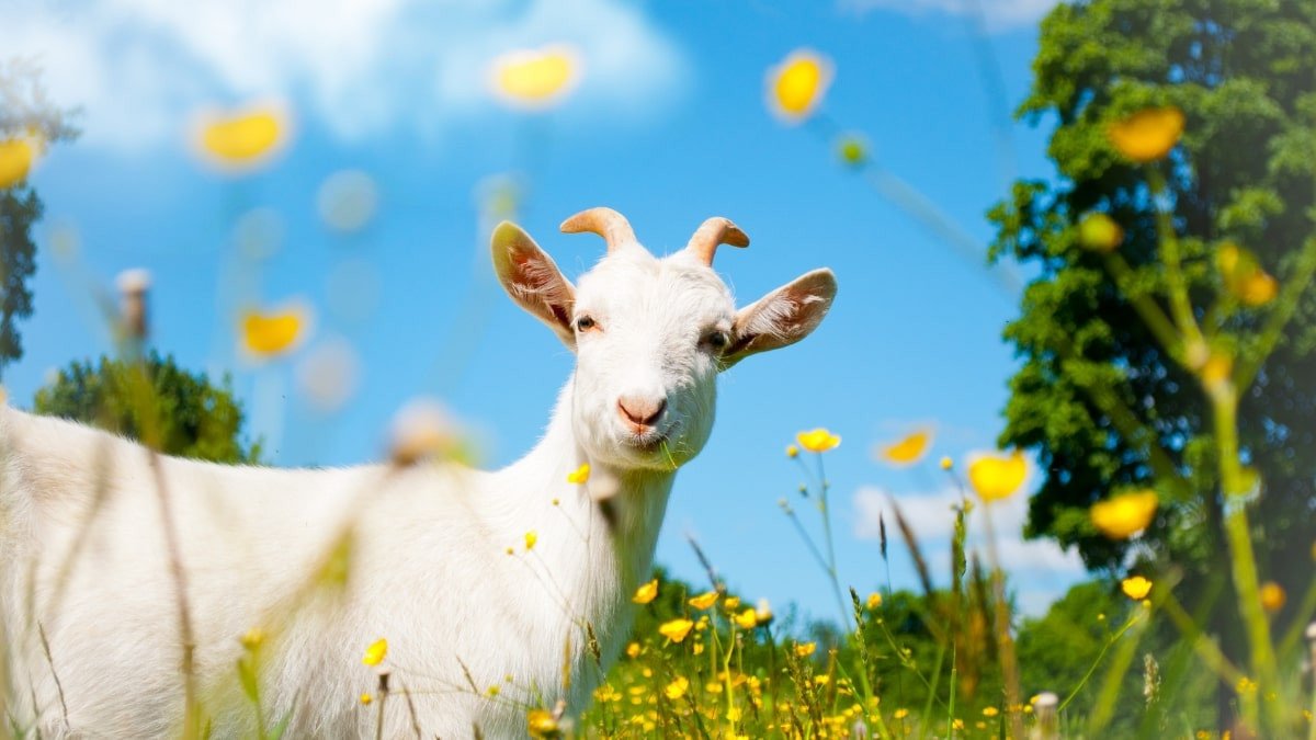 Tuổi Đinh Mùi 1967 cầm tinh con Dê với tính cách nhân hậu