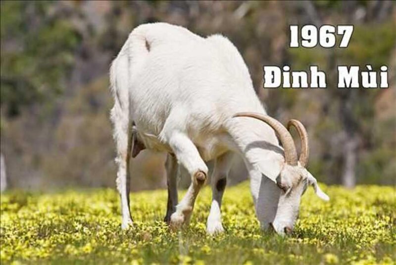 Tuổi Đinh Mùi 1967 mệnh Thiên Hà Thủy