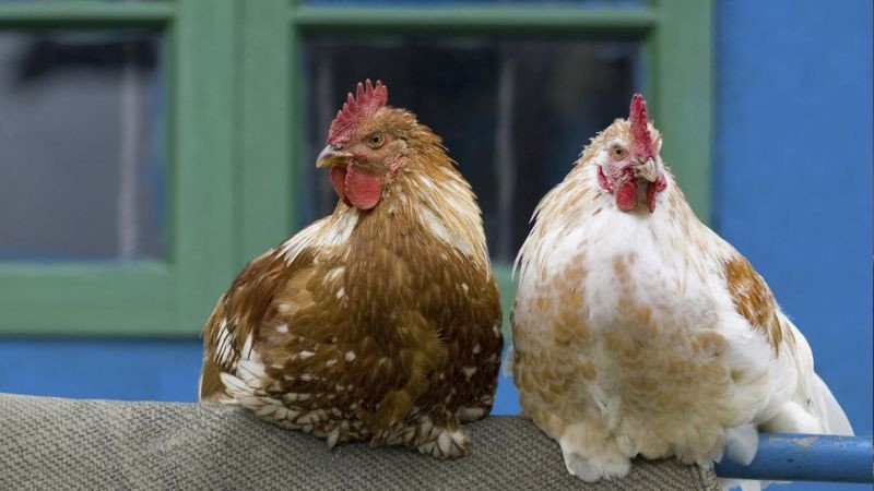 Tuổi nào hợp với Ất Dậu sinh năm 2005 để kết hôn và làm ăn