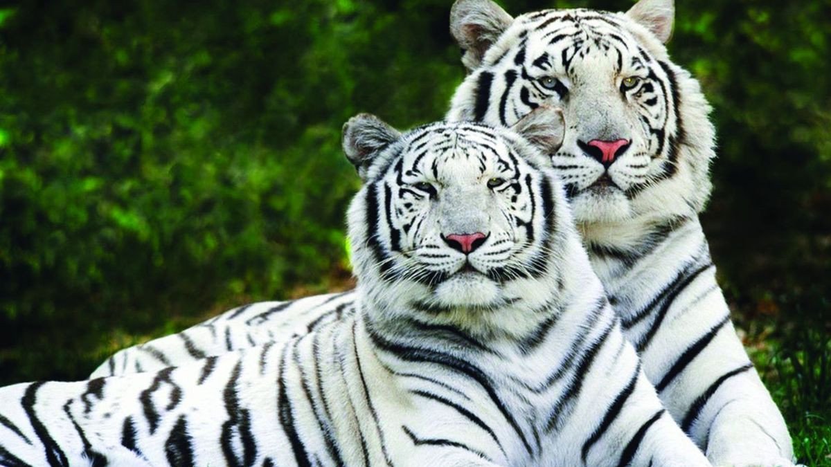 Tuổi Nhâm Dần 2022 hợp tuổi nào