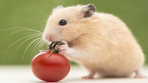 Tuổi Tý là con gì: Hình ảnh con chuột thông minh, biểu tượng của năm Tý