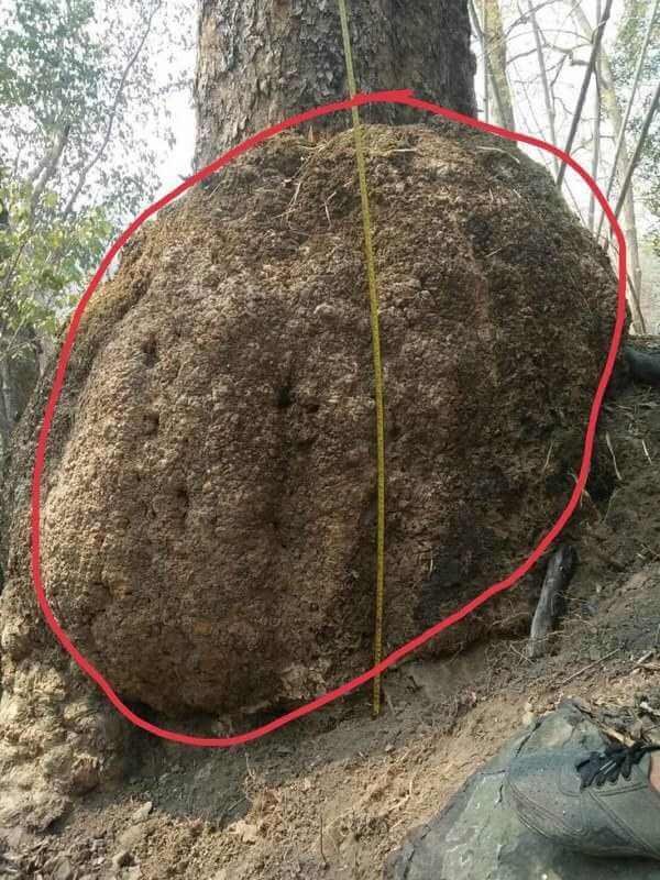 Ứng dụng gỗ ngát là gì trong chế tác đồ mỹ nghệ vật phẩm phong thủy