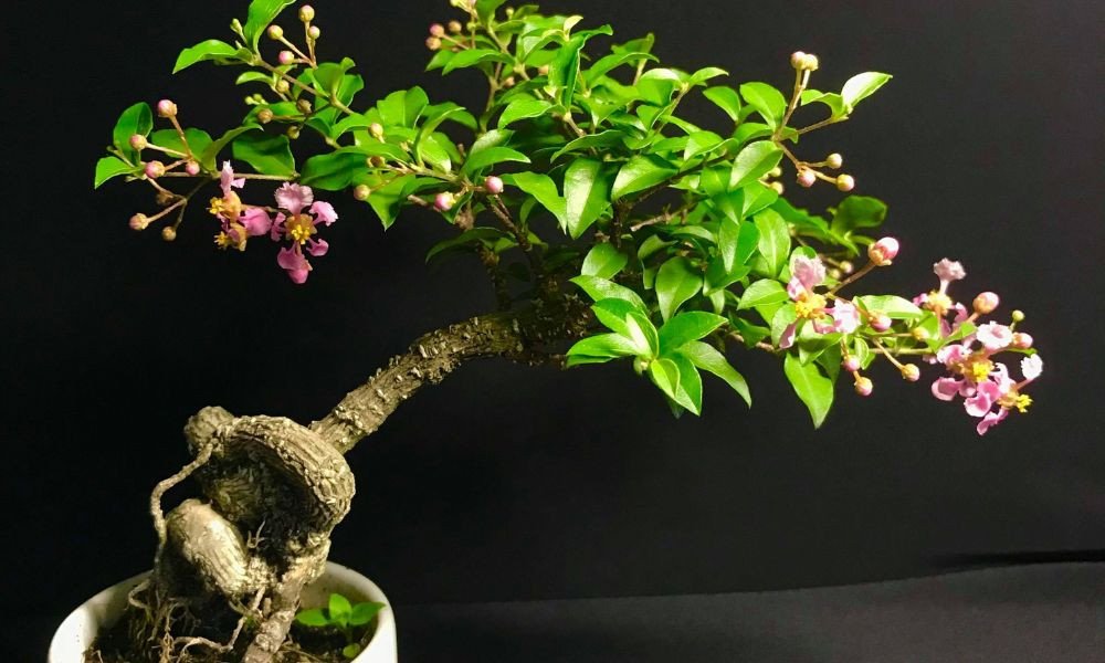 Uốn nắn bonsai hồng ngọc mai hợp mệnh gì độc đáo