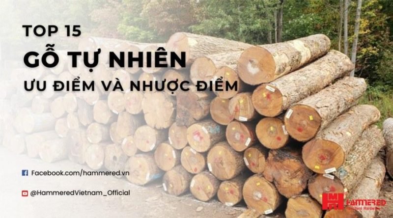 Beech là gỗ gì tìm hiểu cận cảnh vân gỗ Beech tự nhiên và màu sắc sáng đẹp đặc trưng