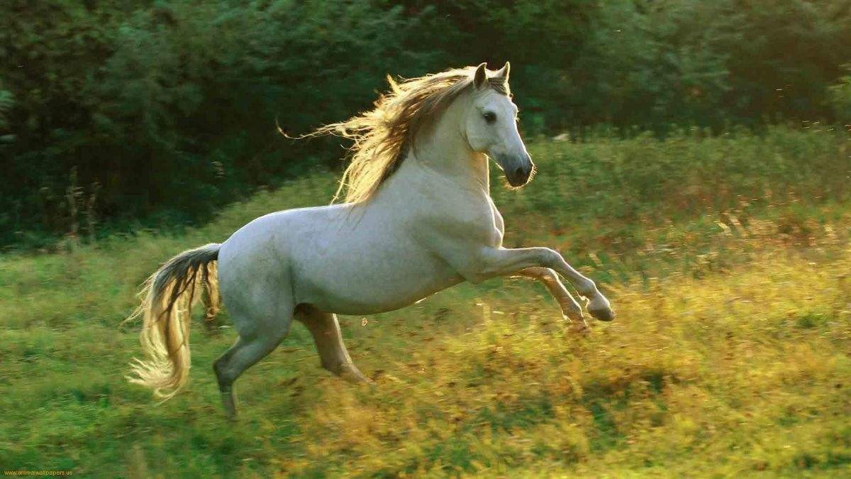 Vận hạn tuổi Thìn, Tỵ, Ngọ, Mùi trong năm 2026 là mệnh gì