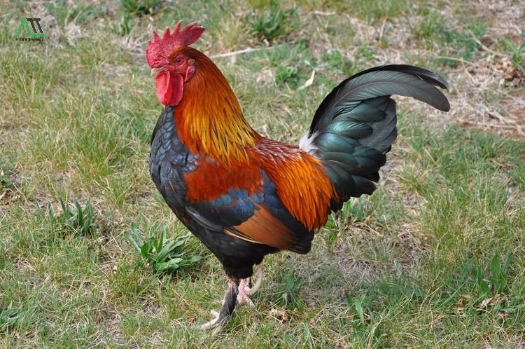 Vật phẩm phong thủy bằng gỗ tự nhiên rất hợp với người nữ tuổi Tân Dậu 1981 mệnh Mộc