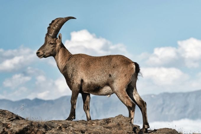 Vật phẩm phong thủy chiêu cát lợi cho nữ mạng Quý Mùi 2003