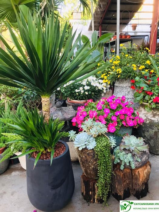 Vẻ đẹp của cây phát tài núi mang lại nguồn năng lượng tích cực