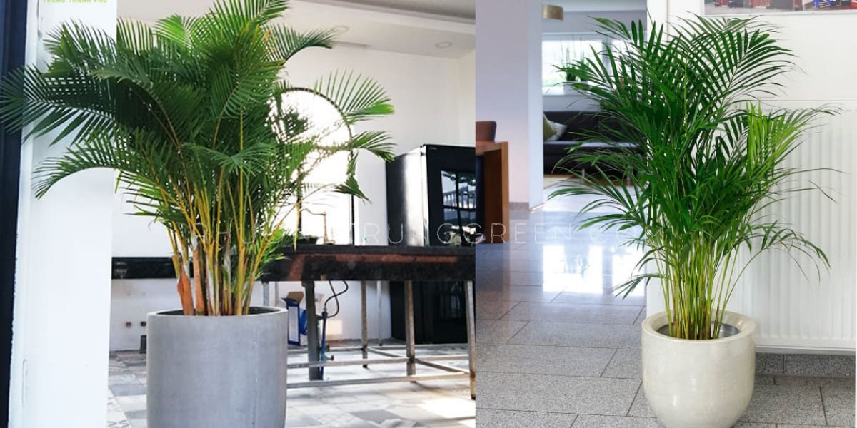 Vẻ đẹp thanh tao của cây cau cảnh Đài Loan, lý tưởng cho không gian sống