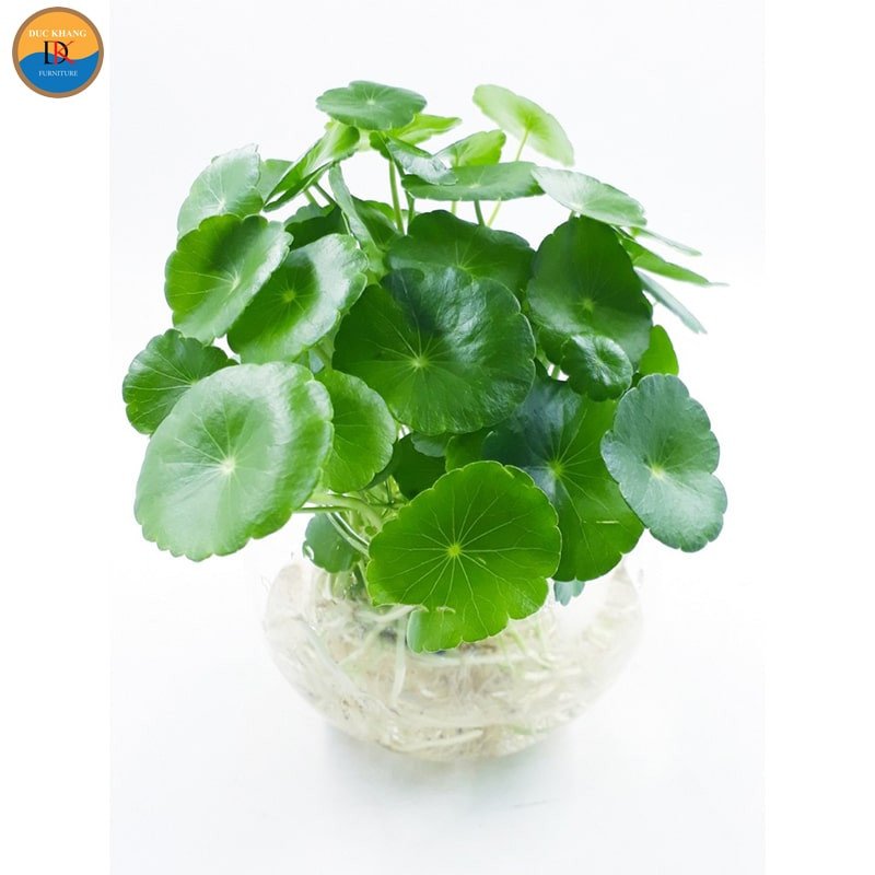 Vị trí đặt cây Cỏ Đồng Tiền trong nhà hợp phong thủy