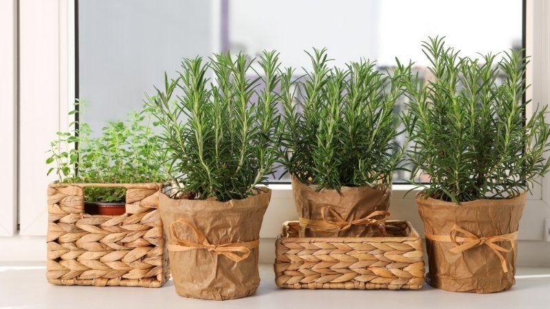 Vị trí đặt cây hương thảo trên bậu cửa sổ đón ánh nắng tự nhiên