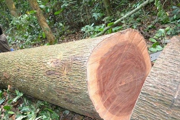 Vỏ cây xoan đào nứt dọc khi đạt độ tuổi khai thác