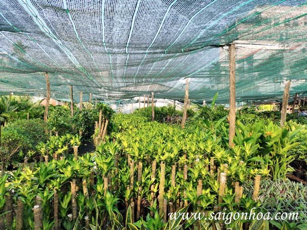 Vườn cây phát tài tươi tốt mang lại năng lượng tích cực