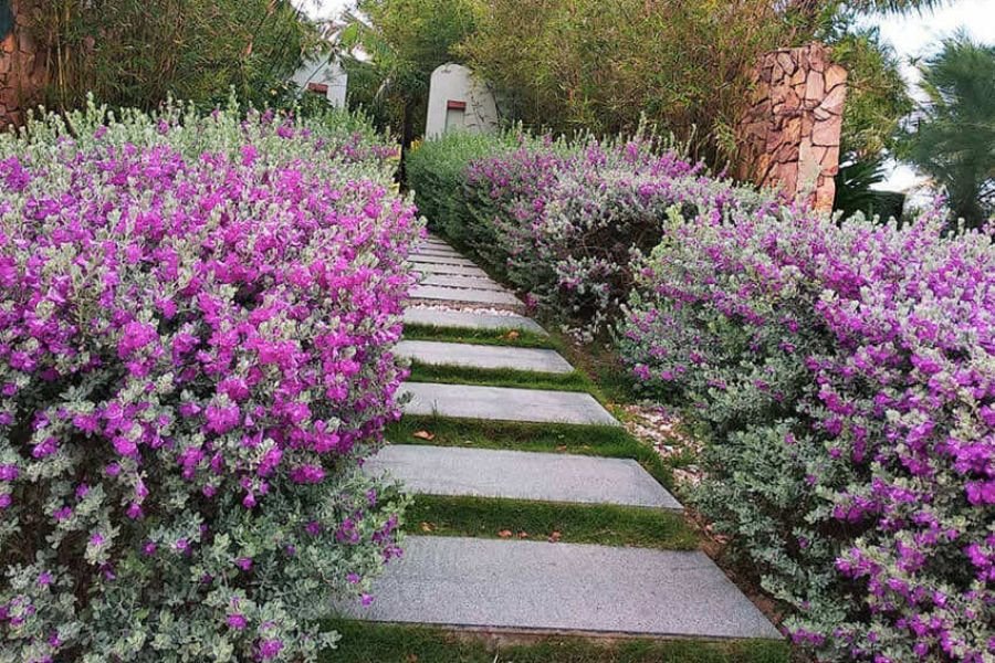 Vườn cây Tuyết Sơn Phi Hồng với vẻ đẹp lãng mạn