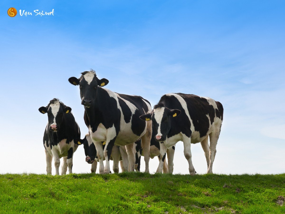 Xem bói tử vi tuổi Kỷ Sửu 2009