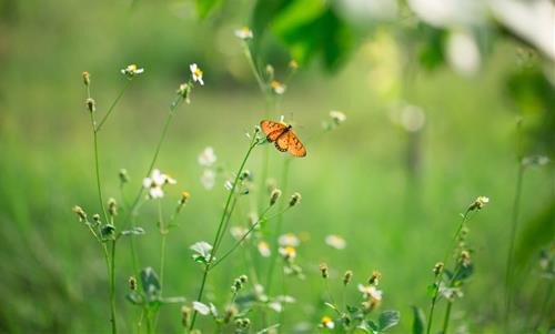 xem tử vi phương đông hàng ngày