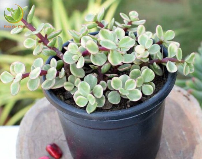 ý nghĩa cây sen đá đô la hồng