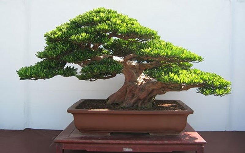 Ý nghĩa của cây tùng trong phong thủy, biểu tượng của sự kiên cường và trường thọ