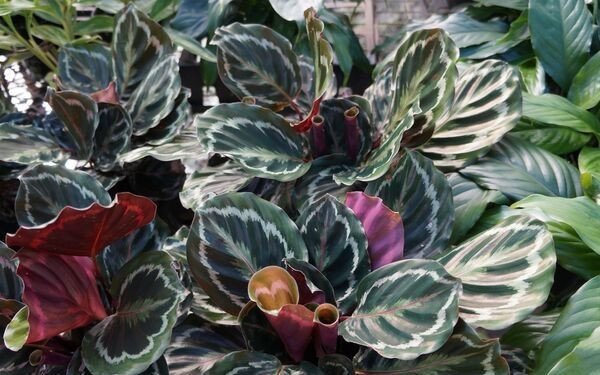 Ý nghĩa phong thủy của cây đuôi công mang lại tài lộc