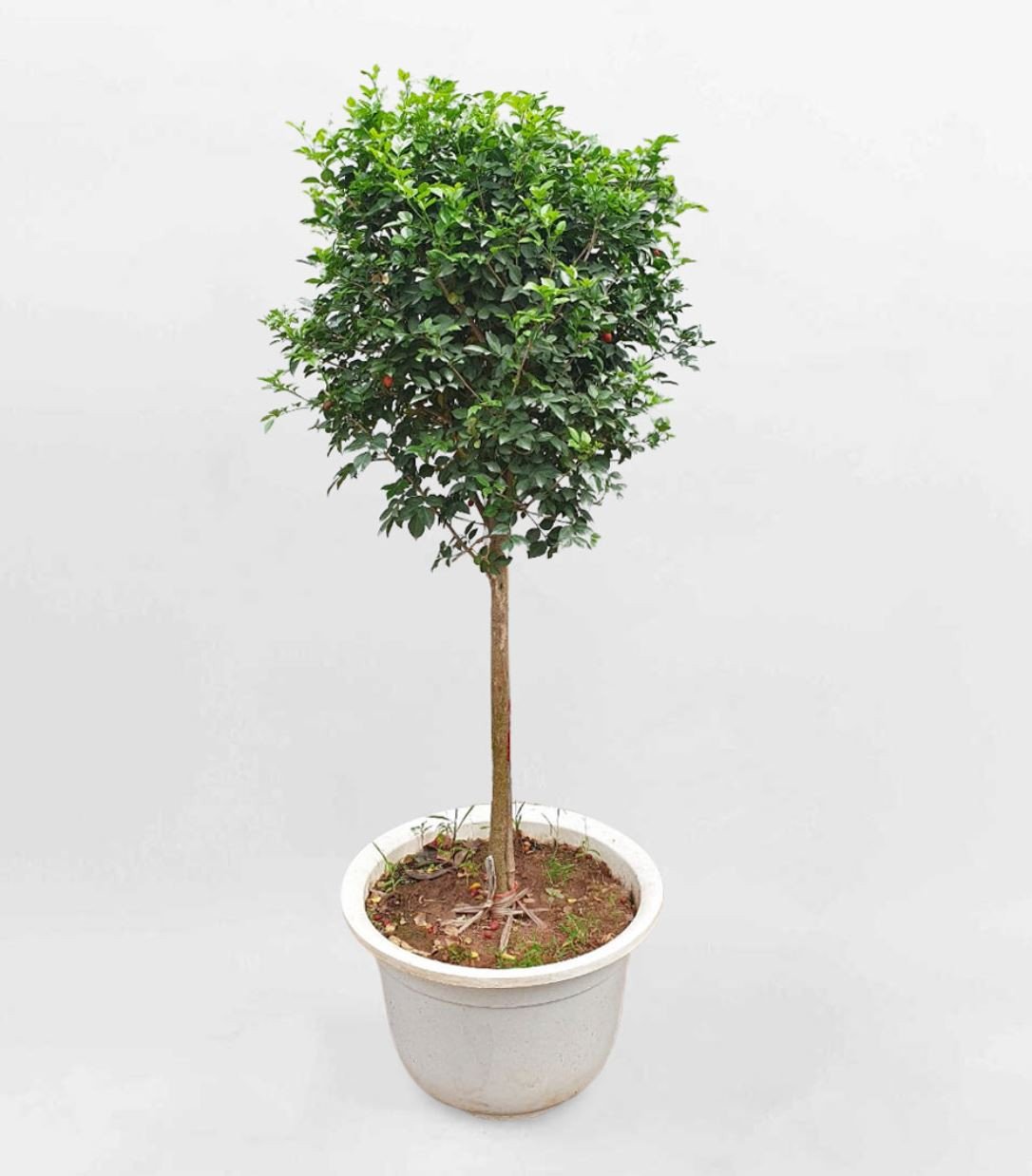 Ý nghĩa phong thủy của cây nguyệt quế hợp mệnh gì