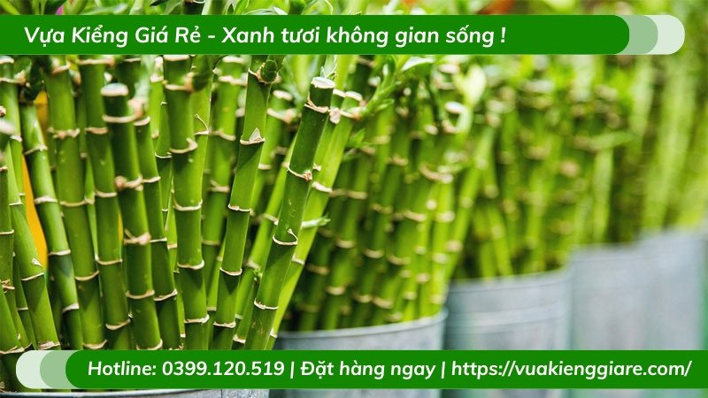 Ý nghĩa phong thủy của cây trúc phú quý trong nhà