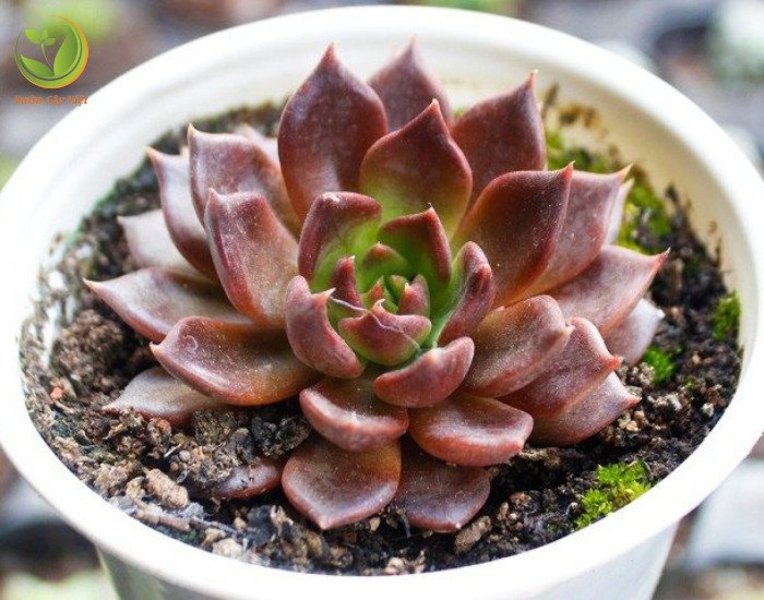 Ý nghĩa phong thủy của sen đá nâu: tình yêu vĩnh cửu và may mắn.