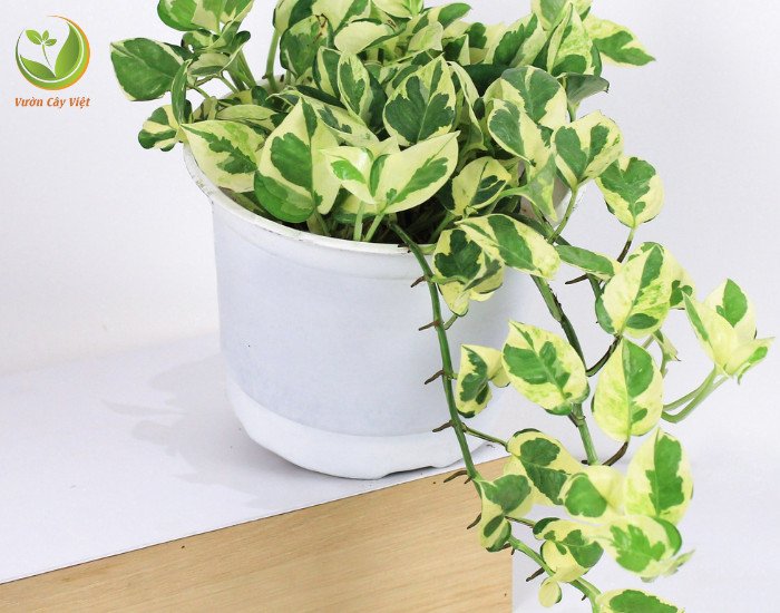 Ý nghĩa phong thủy của Trầu Bà Cẩm Thạch