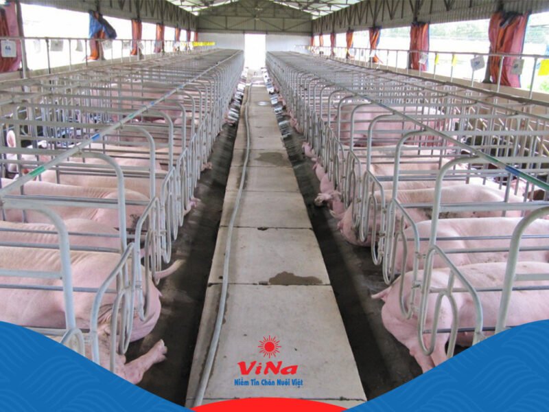 Ý nghĩa phong thủy của việc xem tuổi hợp chăn nuôi heo