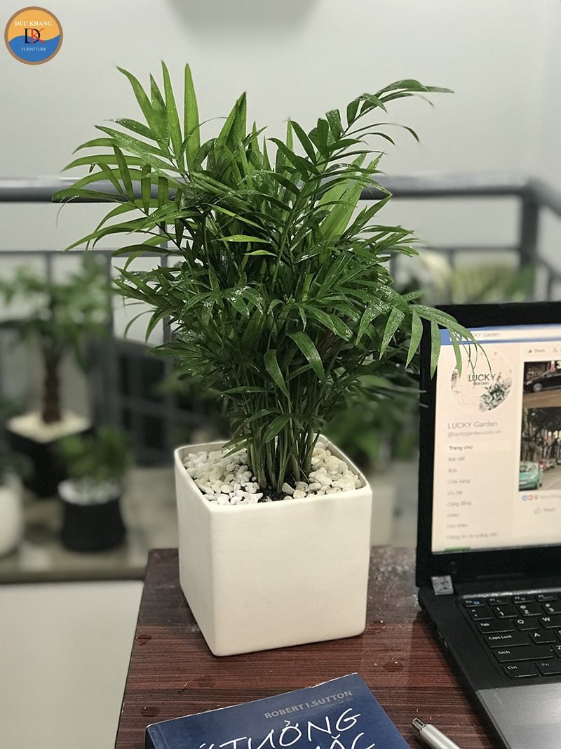 Ý nghĩa phong thủy sâu sắc của cây cau tiểu trâm