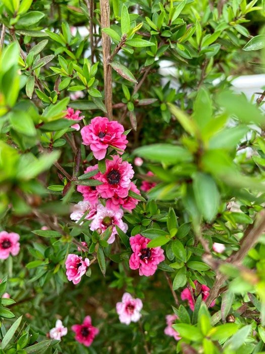 Ý nghĩa phong thủy sâu sắc của cây tùng tuyết mai, biểu tượng của sức sống và thịnh vượng